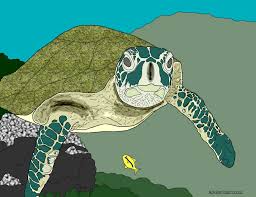 sea turtle coloring page help hawksbills