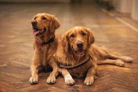 dog nails scratching wood floors