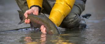 what to do after you caught a trout