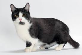 munchkin cat breed size appearance