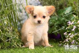 long haired chihuahua puppy outdoors