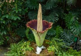Corpse flower — or giant corpse flower can refer to: Stop And Smell The Rotting Flesh As Rare Corpse Flower Blooms In Grand Rapids Michigan Radio