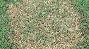 How To Identify Lawn Diseases Scotts