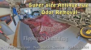 supper size antique rug odor removal
