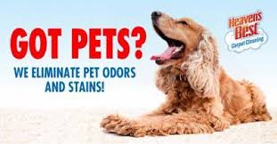 dog urine stain odor removal from