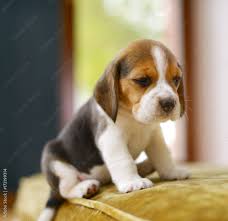 beagle puppy stock photo adobe stock