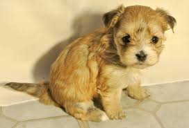 So as we said the crossbred puppies are expected to have mixed qualities of their parents. Shih Tzu Hybrid Dogs