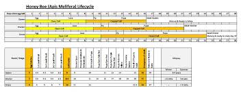 Bee Life Cycle Chart Www Bedowntowndaytona Com