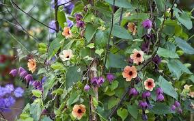 Editor clare foggett rounds up her top 10 half hardy annuals perfect for sowing in propagators in april or directly into the ground in may. The Very Best Annual Climbers Perennial Flowering Vines Climbing Plants Flowers Uk