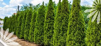 Cedar Shrubs To Plant For Privacy