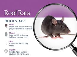 For More Information On The Roof Rat Call Us At 866 Pest