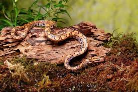 best bedding options for your pet snake