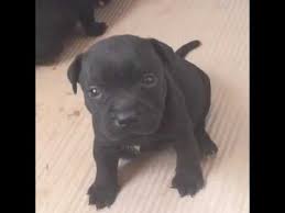 But don't let that cuteness distract you. Staffordshire Bull Terrier Male Black Puppy Youtube