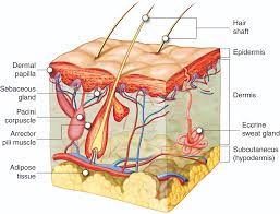 hair and nails anatomy and physiology