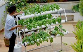 hydroponic kit in hyderabad
