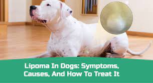 lipoma in dogs symptoms causes and