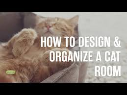 Designing Organizing A Cat Room