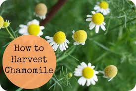 We did not find results for: How To Harvest Chamomile And Dry Chamomile Flowers Planting Herbs Chamomile Flowers Herbs