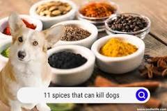 what-spices-will-hurt-dogs