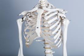 猫背が気になる（人体骨格模型）の無料写真素材 - ID.14438｜ぱくたそ