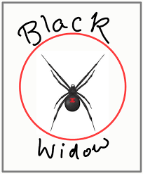 Black widow spider control, how to get rid of and kill black widow spiders, do it yourself pest control provides the products and expertise you black widow spiders are considered venomous spiders in north america. Can Black Widows Kill Cats Poc