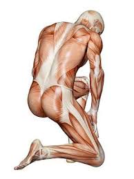 There are 206 bones and 640 muscles present in human body. The Body S Bones And Muscles Healthy Living Center Everyday Health