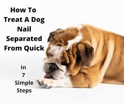 how to treat a dog nail separated from