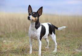 Bathe or dry shampoo when necessary. Toy Fox Terrier Full Profile History And Care
