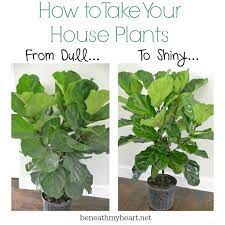 How To Make Your House Plants Shine