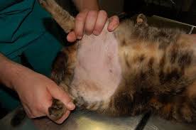 cat losing hair feline alocepia