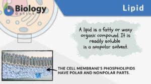 lipid definition and exles