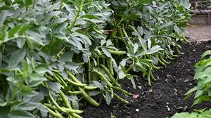 44 types of beans top varieties to