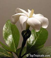 gardenia brighamii native hawaiian
