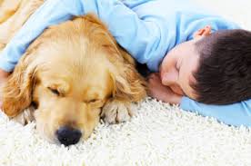 pet urine odor cleaning removal san