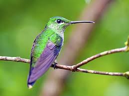 Image result for Humming Bird Jigsaw Puzzle