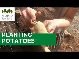 planting potatoes using square foot