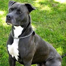 They were first bred in britain during the 19th century to compete in dog fighting and bear baiting but they do share an ancestor: American Pitbull Terrier Blue Line Welpen