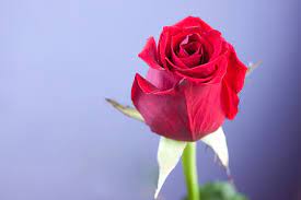 rose flower flowers romantic beauty