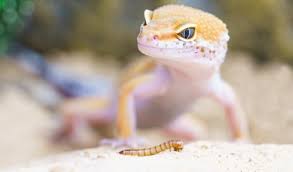 Anoles can live more than five years and grow up to 8 inches long. 5 Great Beginner Pet Lizards Animal City