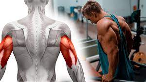 tricep exercises for muscle m