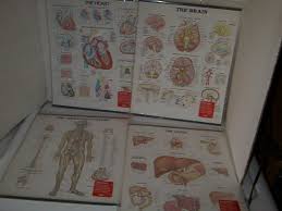 Collection Opf Medical Hanging Charts Of The Human Body