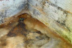 causes mold in bat areas