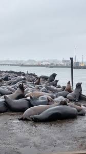 All The Seals Before Entering The Chart Room Picture Of