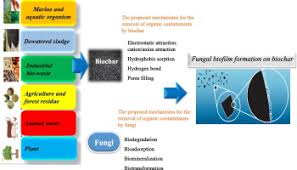06:11 welcome to deep terror tales. Fungi And Biochar Applications In Bioremediation Of Organic Micropollutants From Aquatic Media Sciencedirect