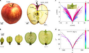 The Cusp Of An Apple Nature Physics