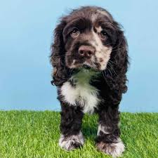 The lack of socialization, exercise and mental stimulation can result in many serious. Working Cocker Spaniel Puppies For Sale Near Me