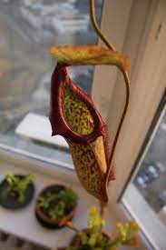 The discovery of this pitcher plant species highlights the rich biodiversity of the philippines. Growing Pitcher Plants Indoors How To Care For A Pitcher Plant Indoors