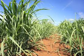 Young Sugarcane Growing Stock Photo Ekays 12415513