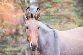 What is the cross between a horse and a mule? Love For Mules At The Heart Of New Northwestern Ontario Business Cbc News
