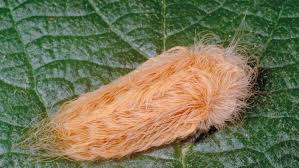 At first glance they seem like. American Dagger Moth What To Know About Poisonous Caterpillars